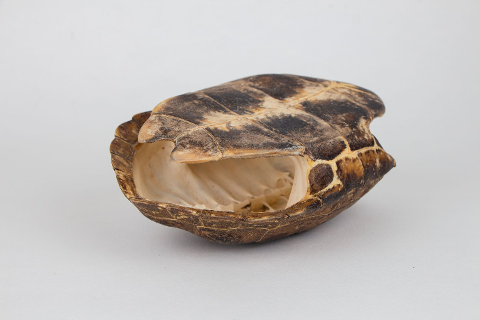 Carapace de tortue Mauremys reevesii